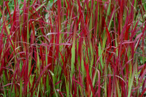 Imperata Red Baron - Ornamental grass red foliage